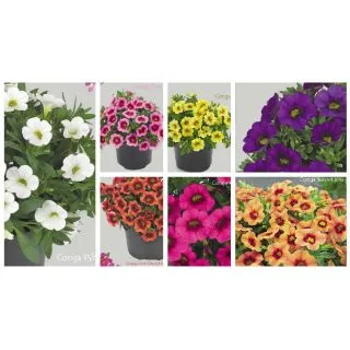 Compra CALIBRACHOA CONGA MIX (126 Plantas). en la tienda online Fito Agrícola