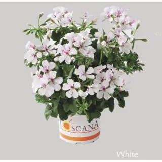 Compra GERANIO PELTATUM VILLETTA WHITE (126 Plantas). en la tienda online Fito Agrícola