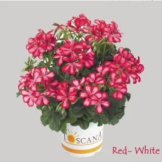 Compra GERANIO PELTATUM VILLETTA RED WHITE (126 Plantas). en la tienda online Fito Agrícola