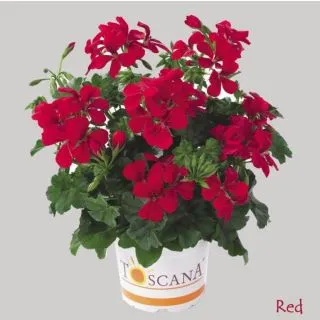 Compra GERANIO PELTATUM VILLETTA RED (126 Plantas). en la tienda online Fito Agrícola