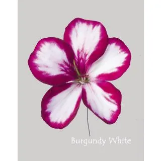 Compra GERANIO PELTATUM VILLETTA BURGUNDY WHITE (126 Plantas). en la tienda online Fito Agrícola