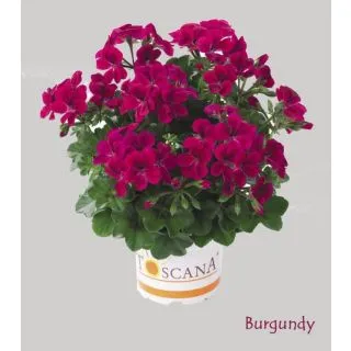 Compra GERANIO PELTATUM VILLETTA BURGUNDY (126 Plantas). en la tienda online Fito Agrícola