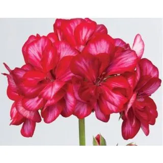 Compra GERANIO PELTATUM TOSCANA LOLLI RED (CHRIS) (125 Plantas). en la tienda online Fito Agrícola