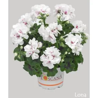 Compra GERANIO PELTATUM TOSCANA PRIMO WHITE (LONA) (126 Plantas). en la tienda online Fito Agrícola