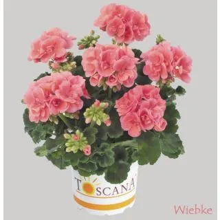 Compra GERANIO ZONALE TOSCANA TREND SALMON (WIEBKE) HV (125 Plantas). en la tienda online Fito Agrícola