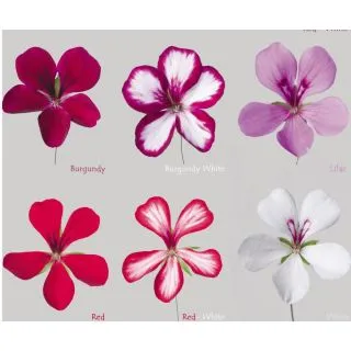 Compra GERANIO PELTATUM VILLETTA MIX (126 Plantas). en la tienda online Fito Agrícola