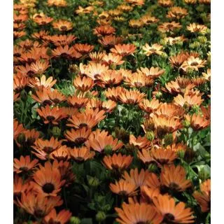 Compra OSTEOSPERMUM ASTRA ORANGE SUNRISE (125 Plantas). en la tienda online Fito Agrícola