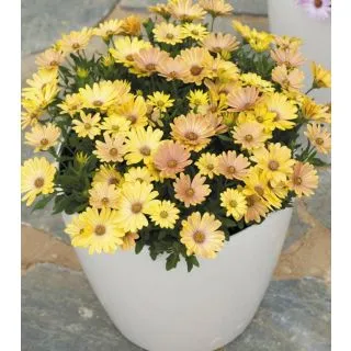 Compra OSTEOSPERMUM CAPE DAISY MAGIC SUNRISE (125 Plantas). en la tienda online Fito Agrícola