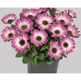 Compra OSTEOSPERMUM ASTRA ROSE WHITE (125 Plantas). en la tienda online Fito Agrícola