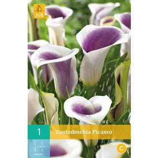 Compra CALA PICASSO en la tienda online Fito Agrícola