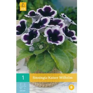 Compra GLOXINIA KAISER WILHELM en la tienda online Fito Agrícola