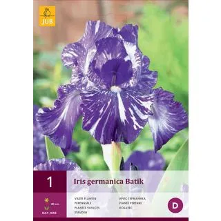 Compra IRIS GERMANICA BATIK en la tienda online Fito Agrícola