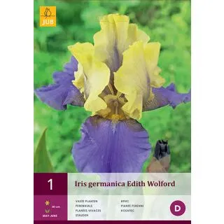 Compra IRIS GERMANICA EDITH WOLFORD en la tienda online Fito Agrícola