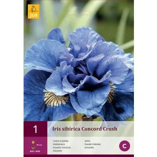 Compra IRIS SIBIRICA CONCORD CRUSH en la tienda online Fito Agrícola
