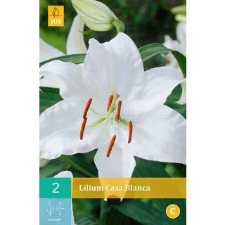 Compra LILIUM CASA BLANCA en la tienda online Fito Agrícola
