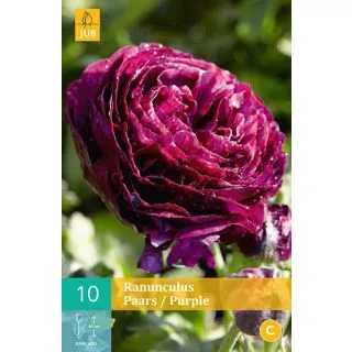 Compra RANÚNCULOS PÚRPURA en la tienda online Fito Agrícola