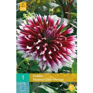 Compra DALIA ALAUNA CLAIR OBSCUR en la tienda online Fito Agrícola