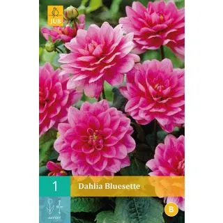 Compra DALIA BLUESETTE en la tienda online Fito Agrícola