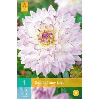 Compra DALIA CRAZY LOVE en la tienda online Fito Agrícola