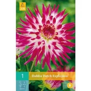 Compra DALIA DUTCH EXPLOSION en la tienda online Fito Agrícola