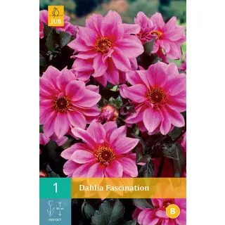 Compra DALIA FASCINATION en la tienda online Fito Agrícola