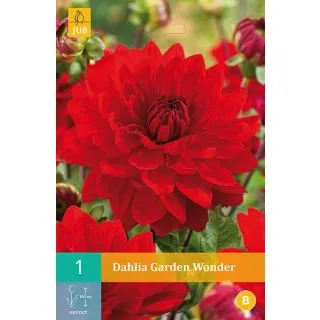 Compra DALIA GARDEN WONDER en la tienda online Fito Agrícola