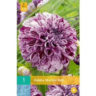 Compra DALIA MARBLE BALL en la tienda online Fito Agrícola