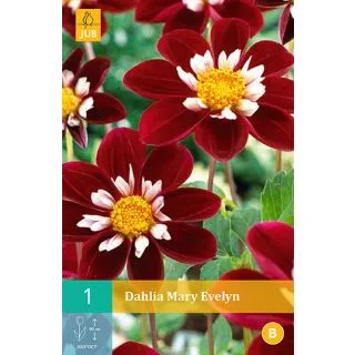 Compra DALIA MARY EVELYN en la tienda online Fito Agrícola