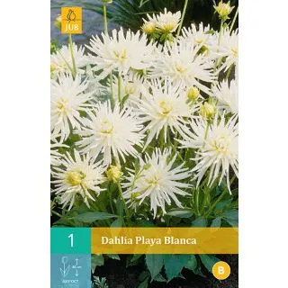 Compra DALIA PLAYA BLANCA en la tienda online Fito Agrícola