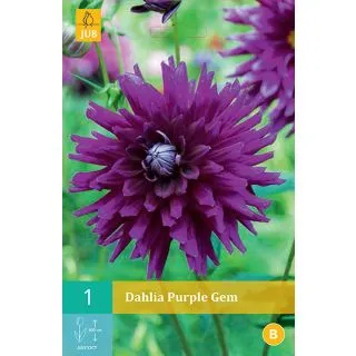 Compra DALIA PURPLE GEM en la tienda online Fito Agrícola