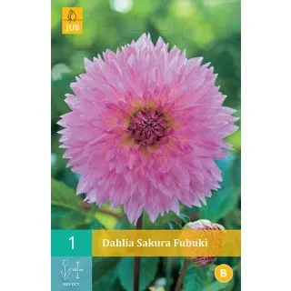 Compra DALIA SAKURA FUBUKI en la tienda online Fito Agrícola