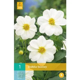 Compra DALIA SNEEZY en la tienda online Fito Agrícola