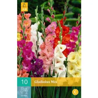 Compra GLADIOLO MIX en la tienda online Fito Agrícola