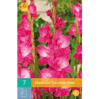 Compra GLADIOLO FAIRYTALE PINK en la tienda online Fito Agrícola