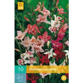 Compra GLADIOLO NANUS MIX en la tienda online Fito Agrícola