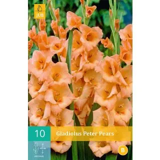 Compra GLADIOLO PETER PEARS en la tienda online Fito Agrícola