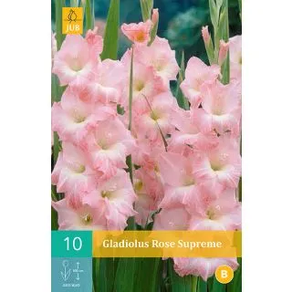 Compra GLADIOLO ROSA SUPREME en la tienda online Fito Agrícola
