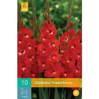 Compra GLADIOLO TRADERHORN en la tienda online Fito Agrícola