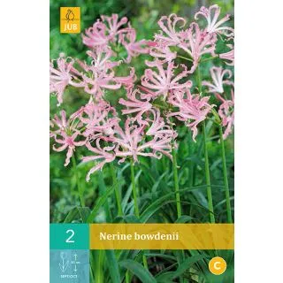 Compra NERINE BOWDENII en la tienda online Fito Agrícola