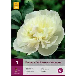Compra PEONÍA DUCHESSE DE NEMOURS en la tienda online Fito Agrícola