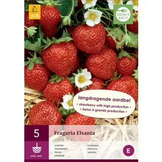 Compra FRESA ELSANTA (5 Unid.). en la tienda online Fito Agrícola