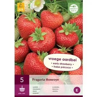 Compra FRESA HONEOYE (5 Unid.). en la tienda online Fito Agrícola