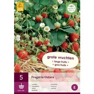 Compra FRESA OSTARA (5 Unid.). en la tienda online Fito Agrícola