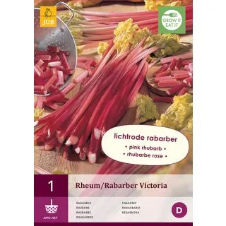 Compra RUIBARBO VICTORIA (1 Unid.). en la tienda online Fito Agrícola