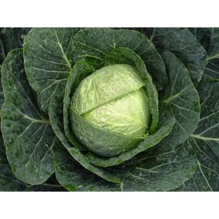 Compra COL RENTON F-1 Precisión (10.000 Semillas) en la tienda online Fito Agrícola