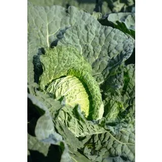 Compra COL LODOSA F-1 Precisión (10.000 Semillas) en la tienda online Fito Agrícola