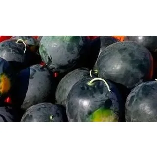 Compra SANDÍA MINIAZABACHE F-1 INJERTADA EPS70 en la tienda online Fito Agrícola