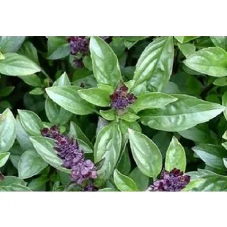 Compra ALBAHACA CANELA ECOLÓGICA ME11 en la tienda online Fito Agrícola