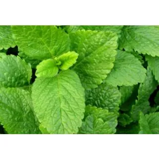 Compra MELISA ECOLÓGICA ME11 en la tienda online Fito Agrícola