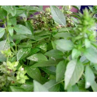 Compra ALBAHACA REGALIZ ECOLÓGICA ME11 en la tienda online Fito Agrícola